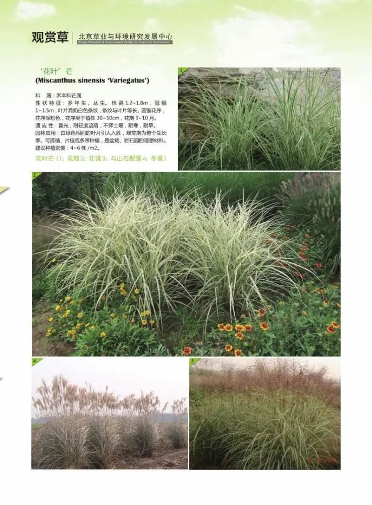 观赏草|原来草也这么美！50余种最美观赏草，北京这些地方可以看