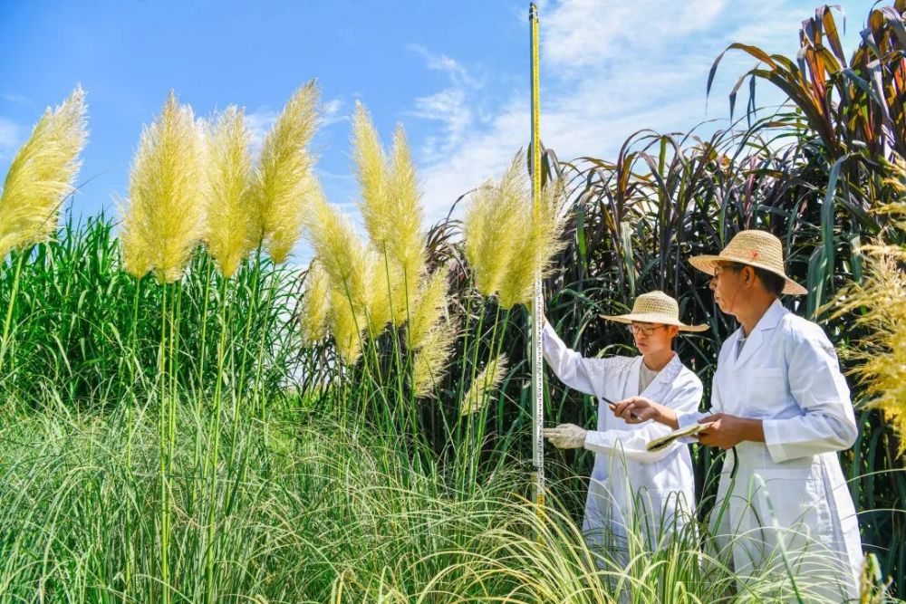 观赏草|原来草也这么美！50余种最美观赏草，北京这些地方可以看