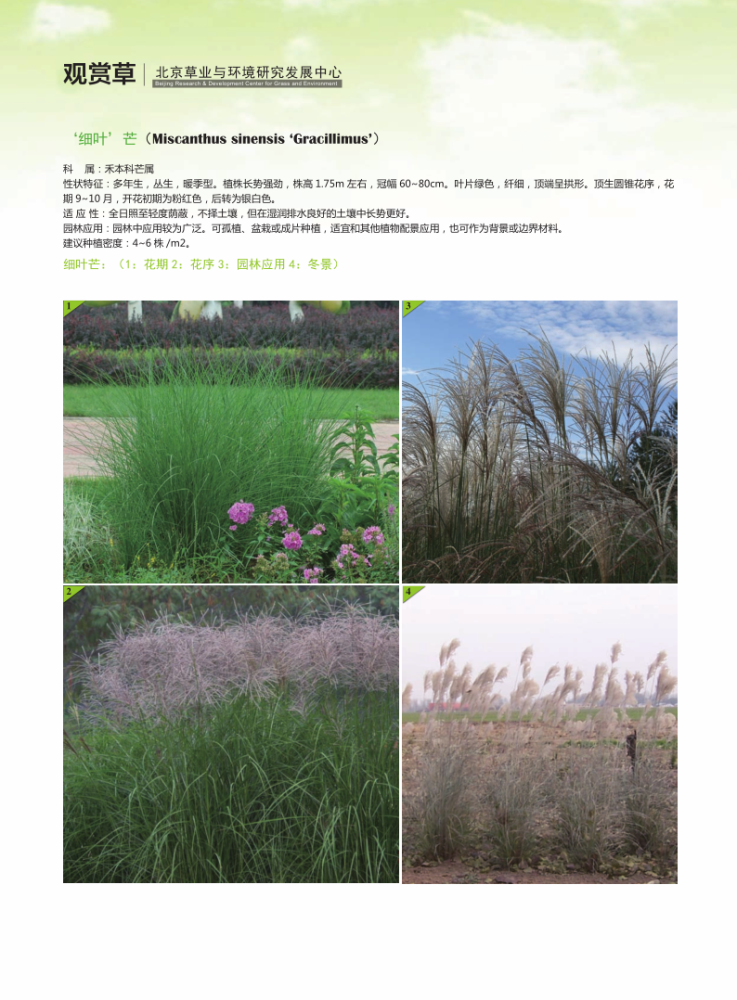 观赏草|原来草也这么美！50余种最美观赏草，北京这些地方可以看