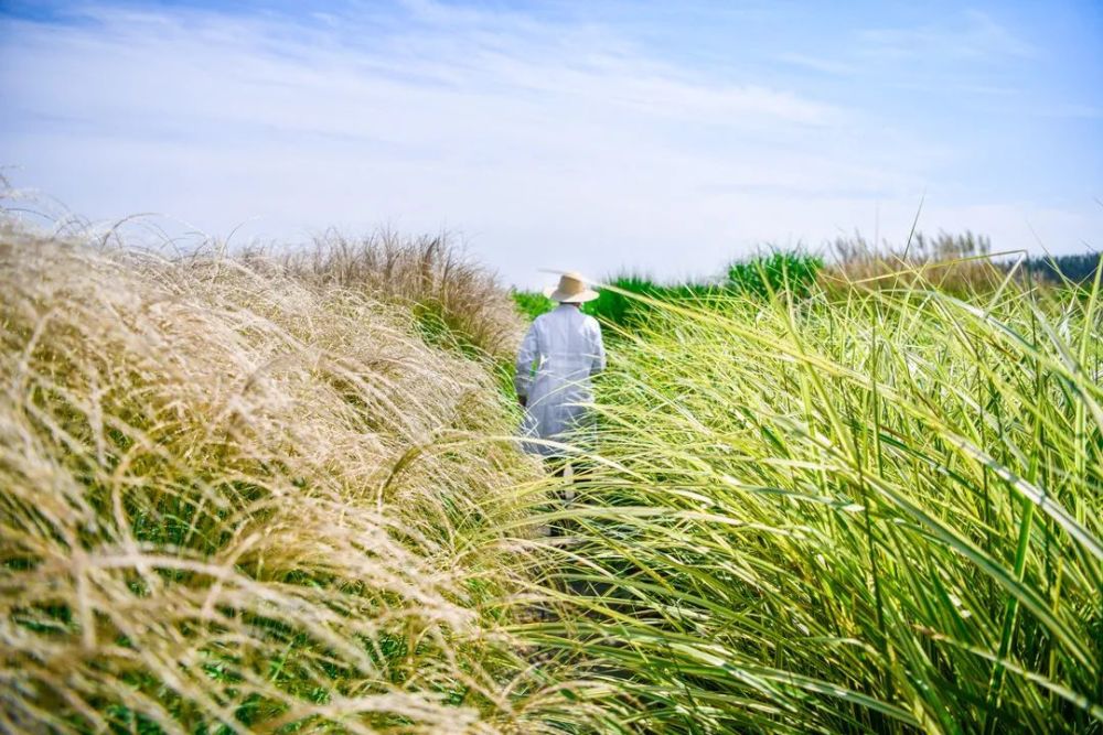 观赏草|原来草也这么美！50余种最美观赏草，北京这些地方可以看
