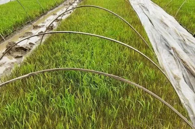 气象如何影响水稻的一生在李子柒眼中找答案