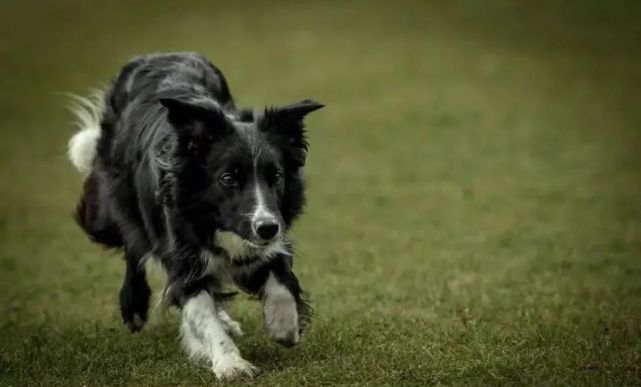 边境牧羊犬 天生的犬类运动竞技明星 边牧 狗狗 敏捷 犬种