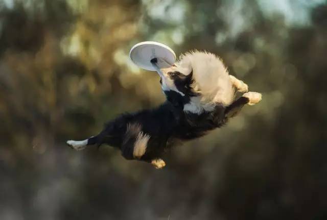 边境牧羊犬 天生的犬类运动竞技明星 边牧 狗狗 敏捷 犬种