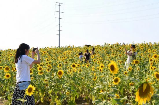 <b>随手一拍都是大片～网红向日葵花海最全打卡指南来了！</b>