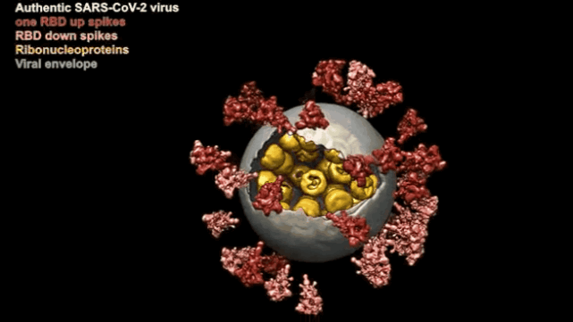 新冠病毒全病毒精细结构|新冠病毒|浙大一院|李兰娟|刺突蛋白|院士