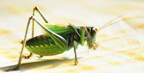 另有一种秋叫蚰子,较晚出,体小,通体碧绿,叫声清脆.