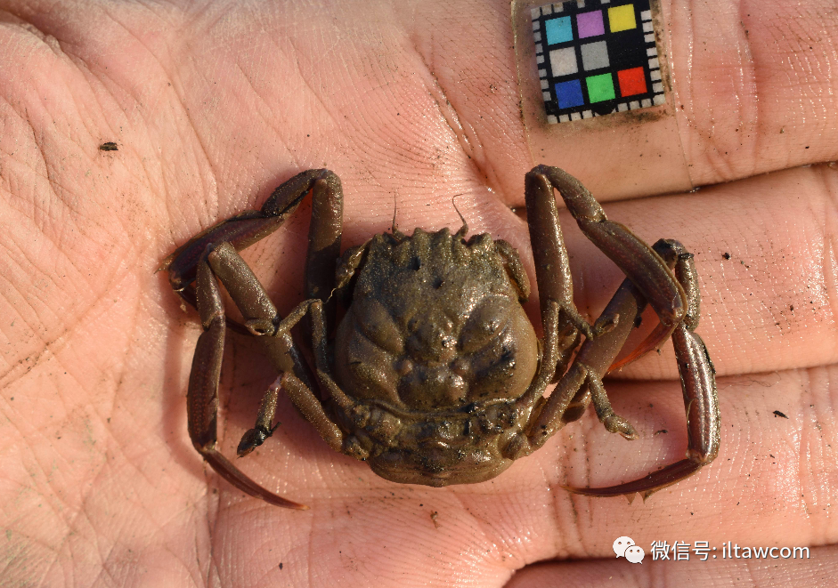 海蘊蟹 モズク蟹 水石 盆石 置物 時代-