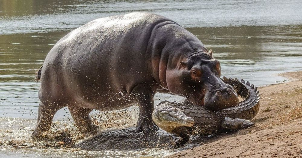 6吨重的河马大战鳄鱼,疯起来管你是谁,不服就干!