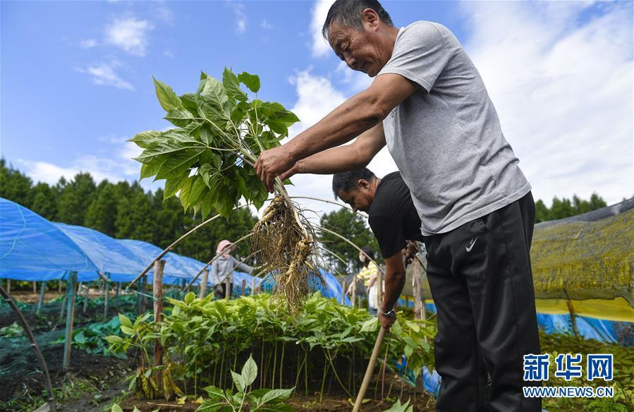 这是吉林省抚松县万良镇大方村旁的人参种植大棚(8月28日摄,无人机