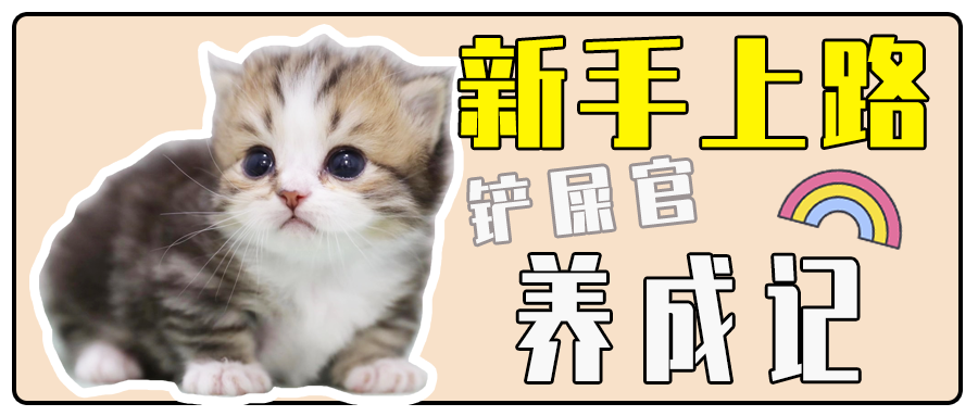 矮脚猫铲屎官新手晋升指南 腾讯新闻