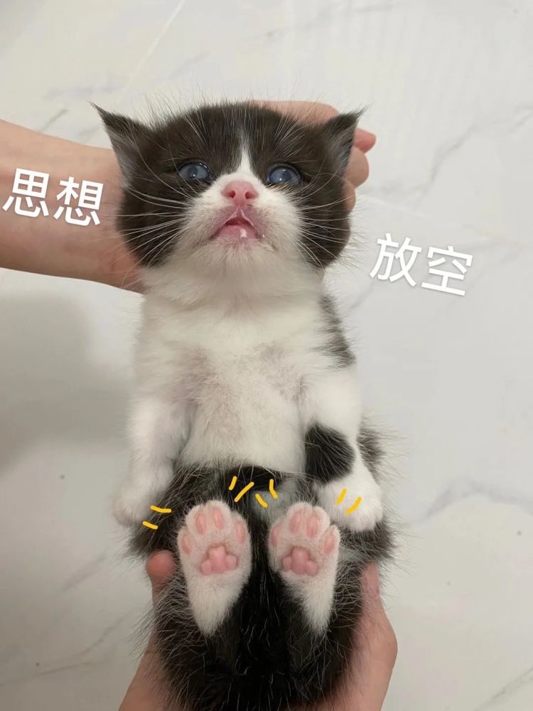 矮脚猫铲屎官新手晋升指南 腾讯新闻