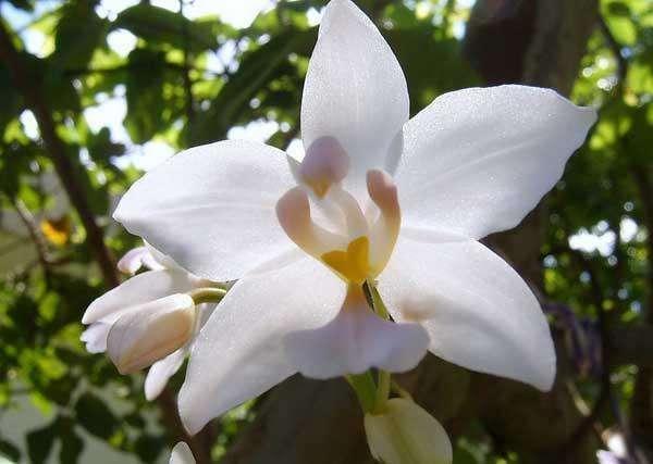 塔罗占卜 哪一朵白兰花最清香 测你新的一年会有什么好运 香港 塔罗占卜 财运 异性缘