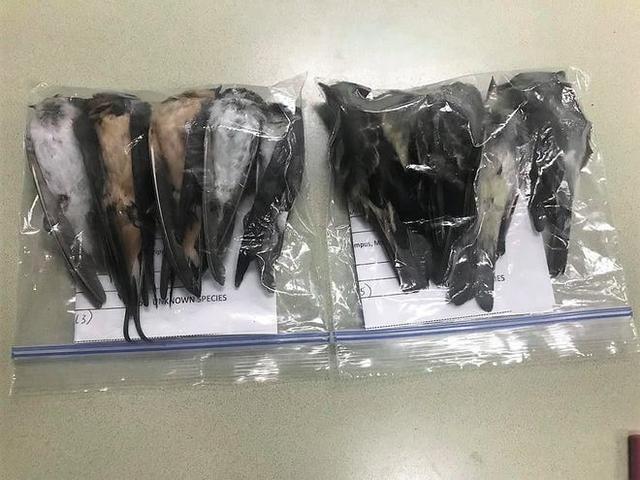 美国|美国“大规模”鸟类突然死亡！是什么原因导致？