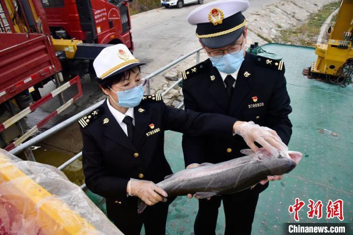 前8个月青海高原冷水鱼出口额增长140％