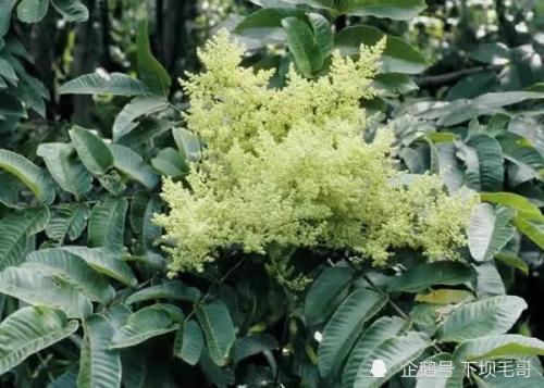 正是盐肤木开花季节 有人说它不是五倍子树 那是你不了解五倍子 腾讯新闻