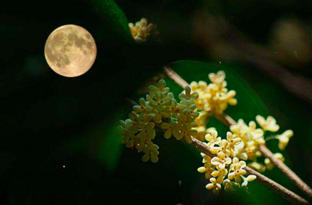 中秋|唐诗中很经典的一首中秋诗，短短4句，传唱至今