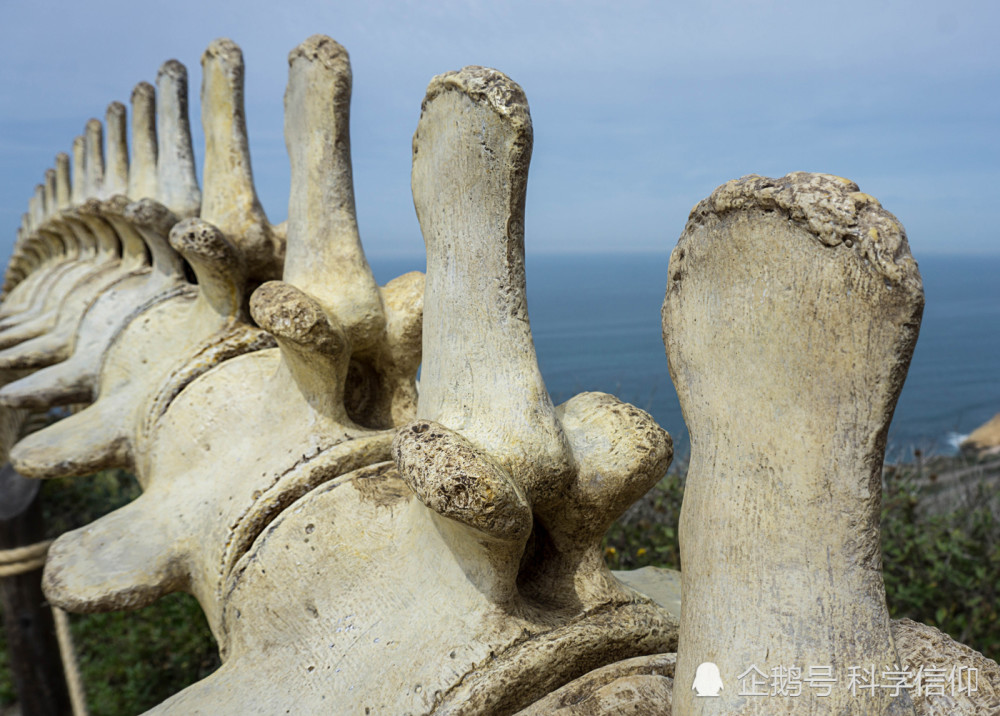 龙|龙，十二生肖中唯一的虚构动物，有没有现实存在的可能性？