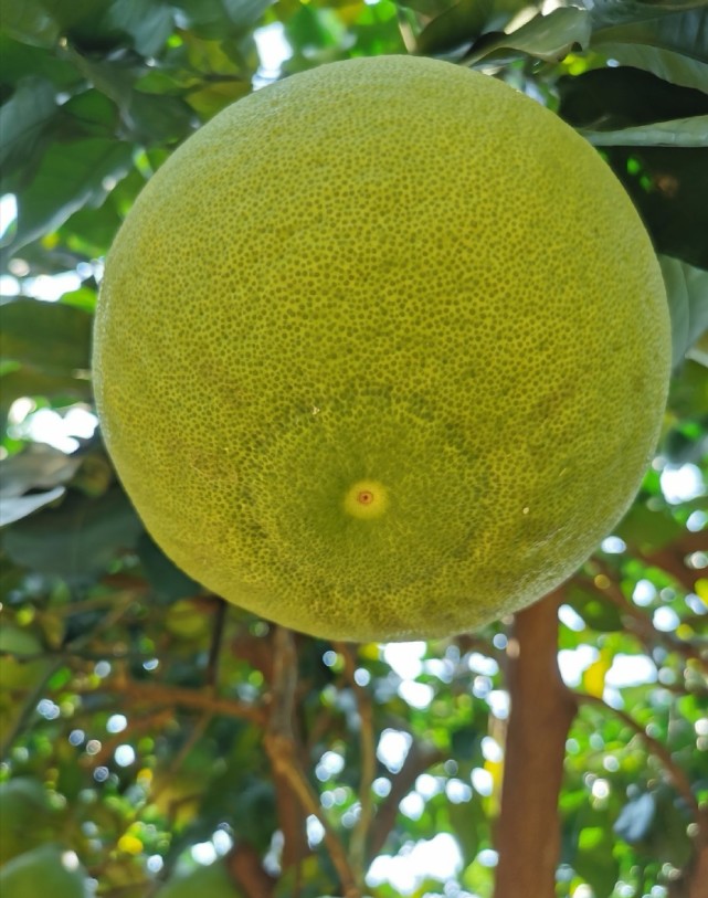 是时候到玉林容县吃沙田柚了