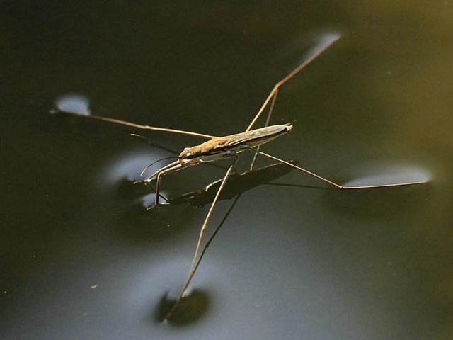 昆虫|这种昆虫为何能在水面上行走自如，入水也不湿？