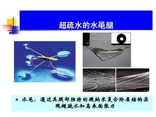 昆虫|这种昆虫为何能在水面上行走自如，入水也不湿？