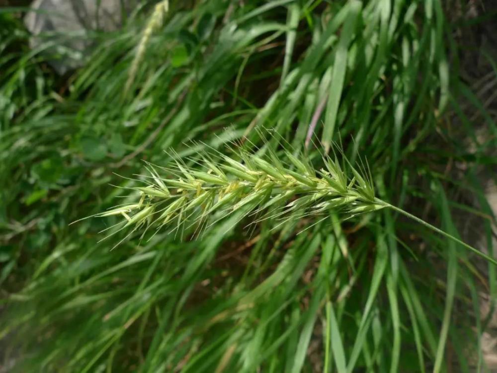 中国生物多样性保护-陕西林业篇