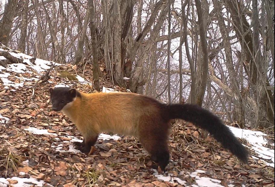 中国生物多样性保护陕西林业篇