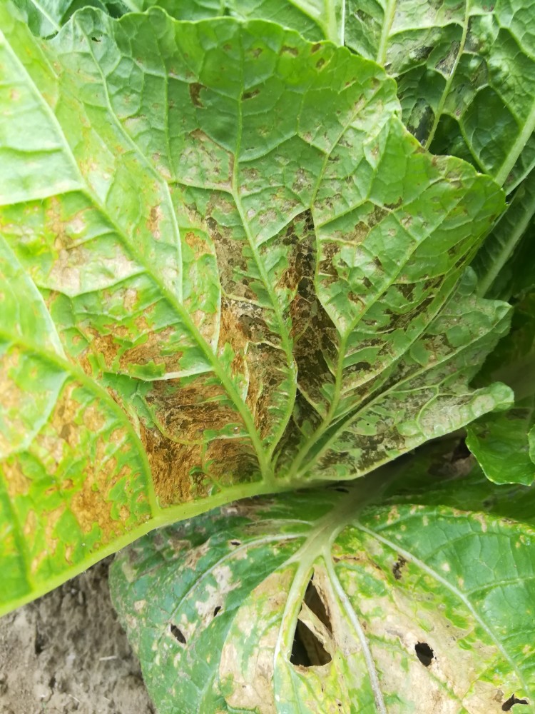 大白菜的病虫害问题你了解几种?下面的几种是否你也遇到过?_腾讯新闻