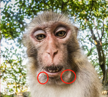 你要的猕猴自拍照来了!真实颜值大曝光!