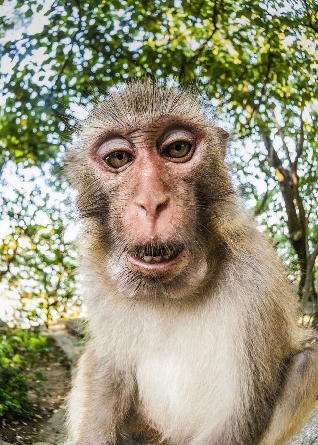 你要的猕猴自拍照来了真实颜值大曝光