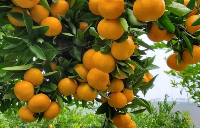柑橘|为什么柑橘死树率那么高？原因你可知道？
