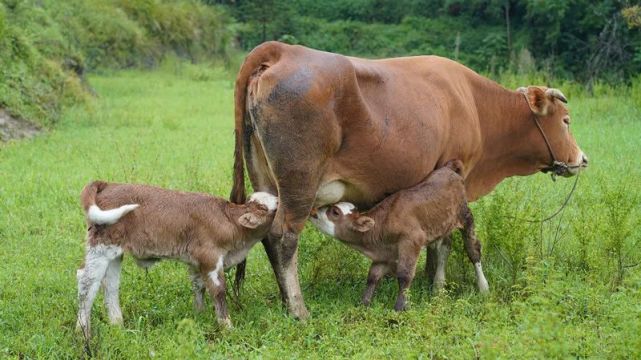 兴文一头母牛连续两年生下双胞胎!更稀奇的是
