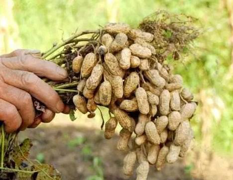 花生|花生高产栽培管理方法，学会这8点，提升花生种植产量！