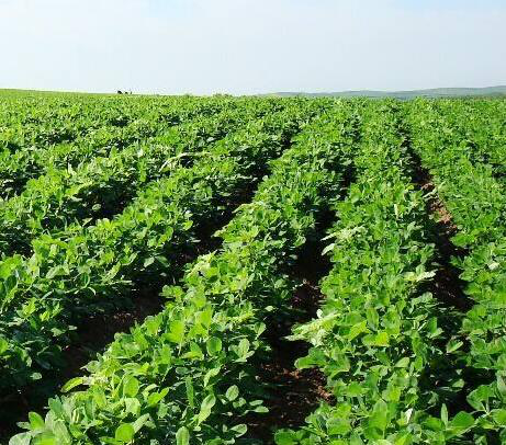 花生|花生高产栽培管理方法，学会这8点，提升花生种植产量！