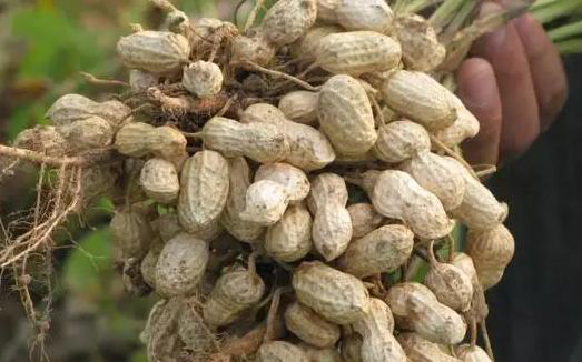 花生|花生高产栽培管理方法，学会这8点，提升花生种植产量！