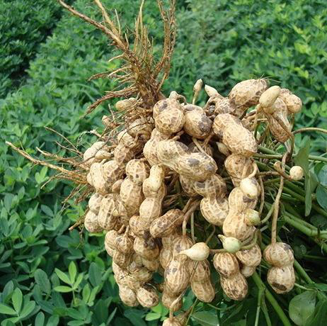 花生|花生高产栽培管理方法，学会这8点，提升花生种植产量！