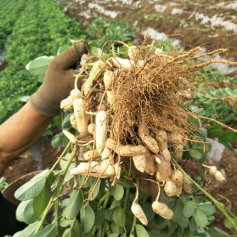 花生|花生高产栽培管理方法，学会这8点，提升花生种植产量！