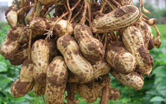 花生|花生高产栽培管理方法，学会这8点，提升花生种植产量！