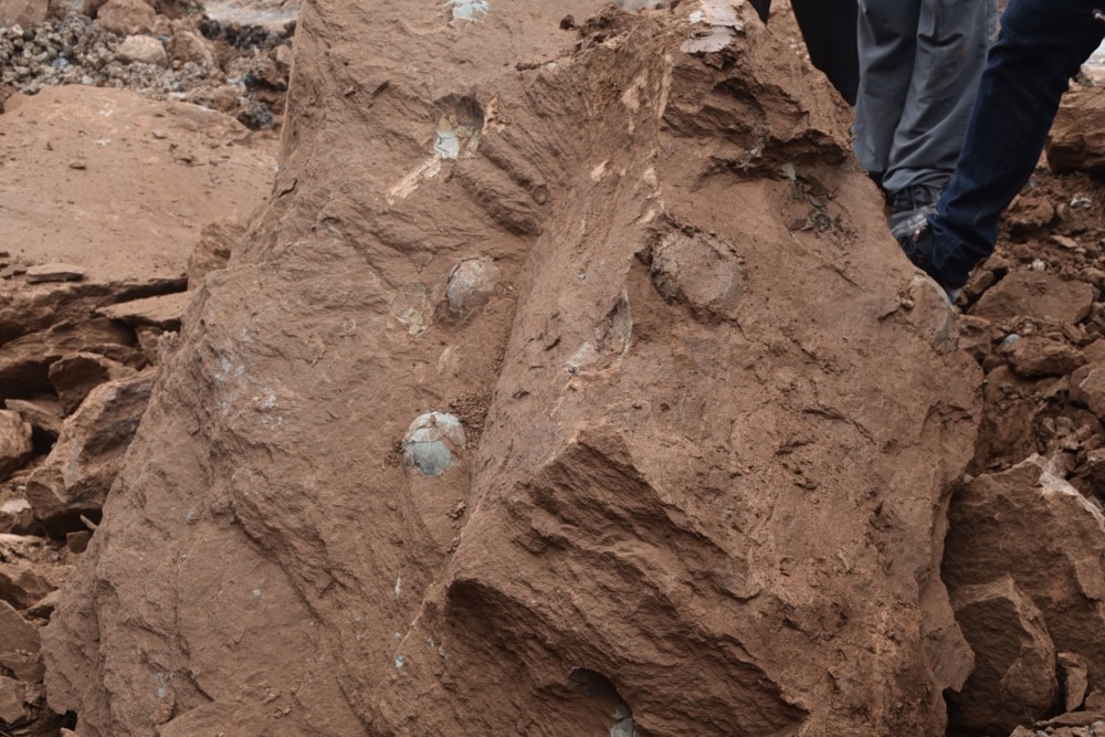 萍乡|江西萍乡一施工地发现至少10枚恐龙蛋化石，萍乡曾为恐龙生活地