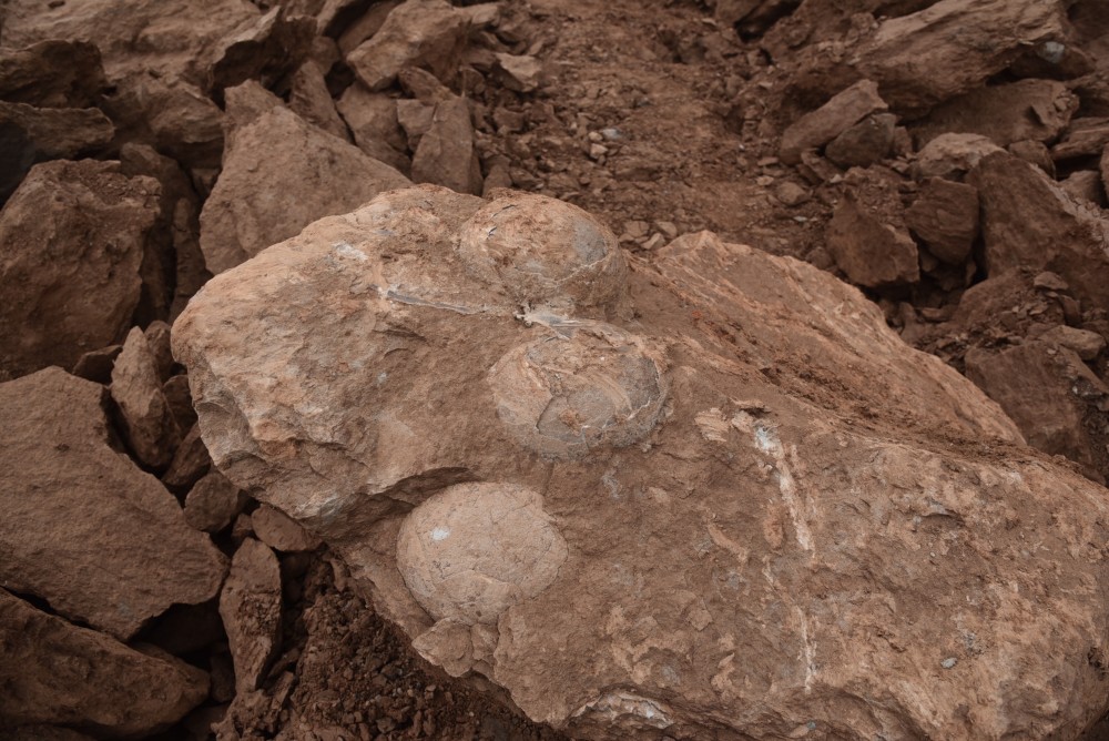 萍乡|江西萍乡一施工地发现至少10枚恐龙蛋化石，萍乡曾为恐龙生活地