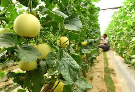 農民種植香瓜怎樣管理瓜大香又甜