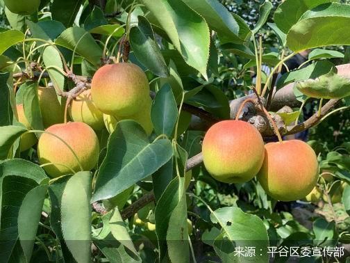 平谷蜜梨质量提升甜度增加