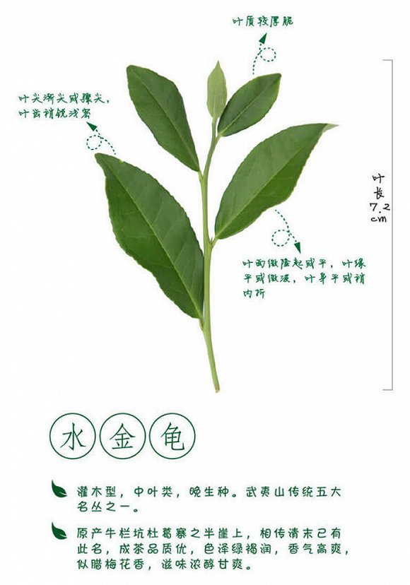 不苦不涩的水金龟,具有哪两种茶的特点,成为乌龙茶中的珍品呢?