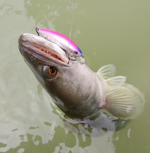 给路亚初学者的八个建议路亚初学者必看助你路亚更顺利更愉快