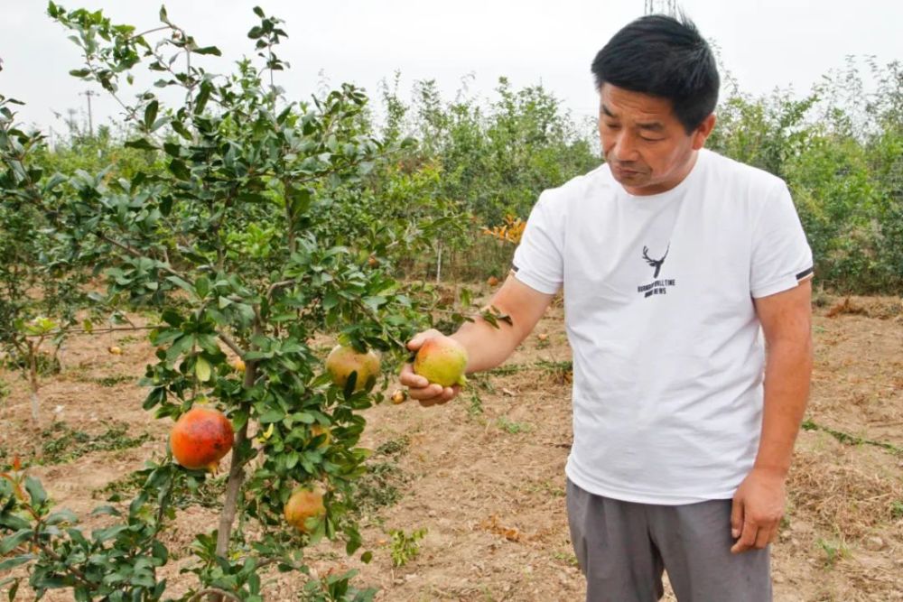 【走向我们的小康生活】高新区大寨村:小小石榴树 结出小康幸福果