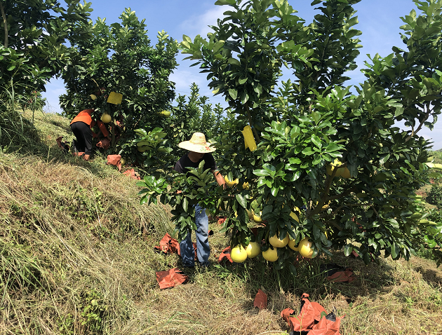 始兴太平镇乌石村150多亩红心蜜柚丰收在望
