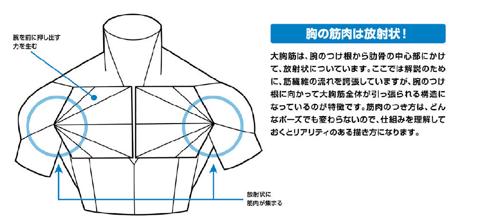 别再舔屏腹肌啦 其实男生的胸肌也很重要 插画男生大胸肌的画法 腾讯新闻