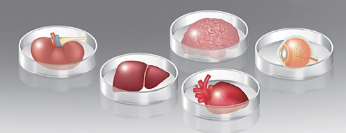 癌症|想不到的身体主宰：肠道菌群失衡可以致癌？