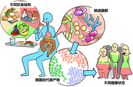 癌症|想不到的身体主宰：肠道菌群失衡可以致癌？