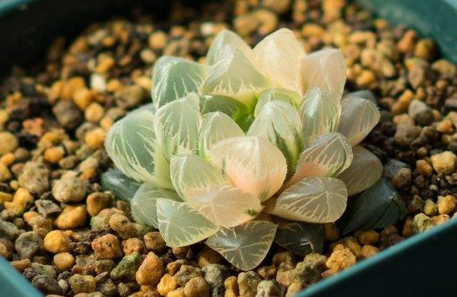 盘点全球昂贵8类多肉养过其中3种我跪下抱大腿乖乖叫土豪