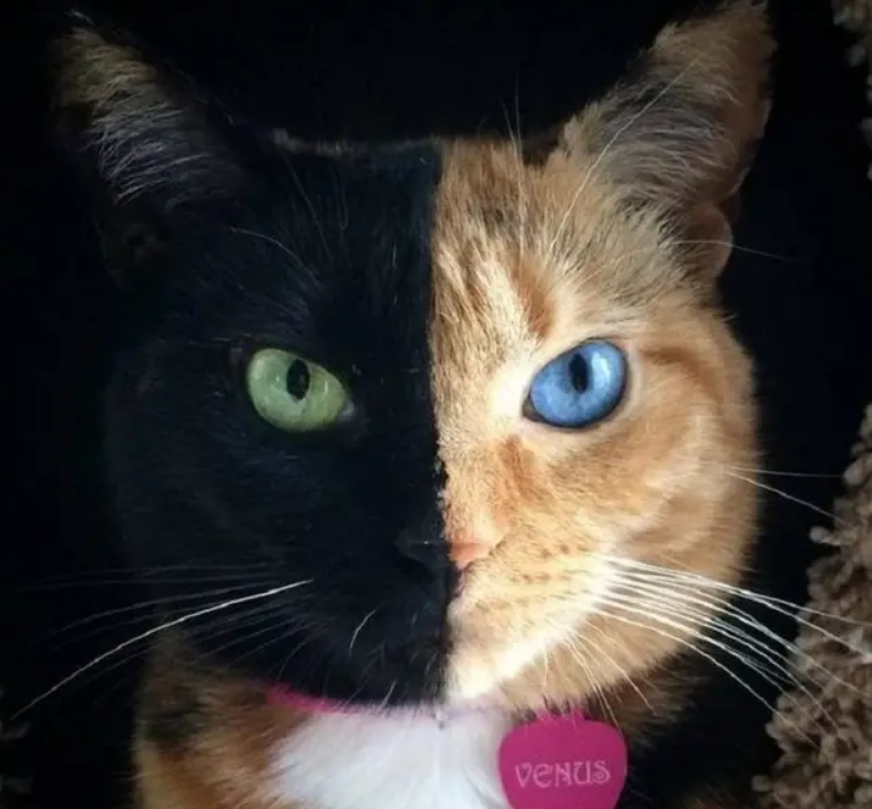 世界上8双最美的猫眼睛,盈盈秋水,仿若星辰,你心动了吗?